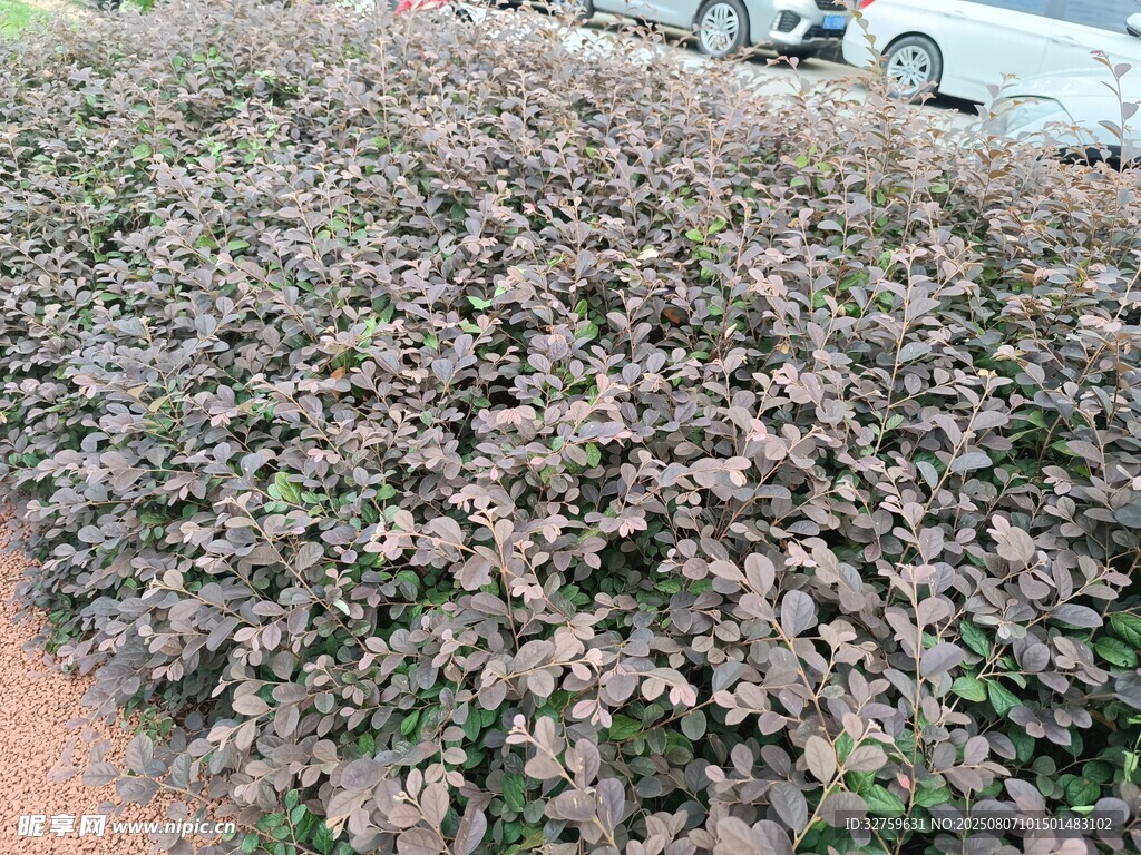 紫色繁茂花丛