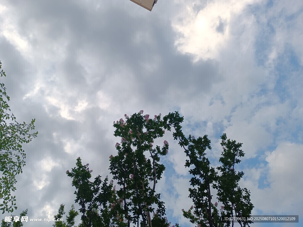 天空中飞翔的风筝与绿树