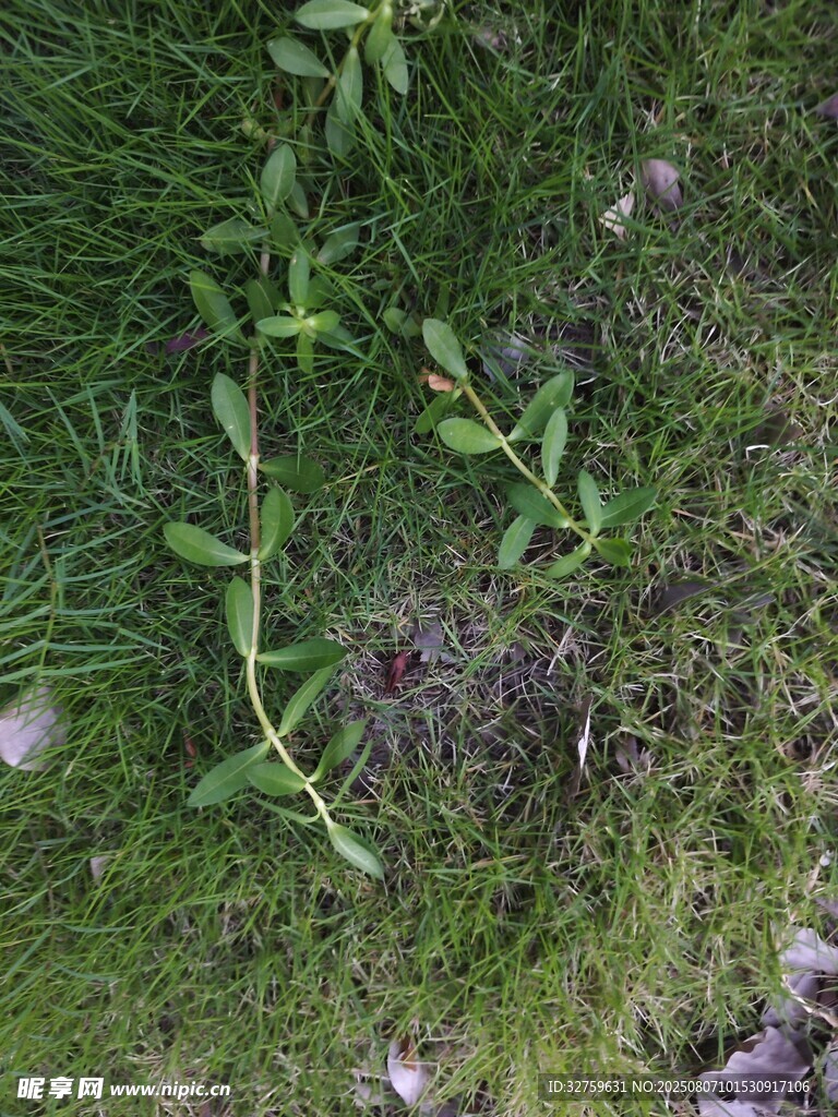 草丛中的绿色植物