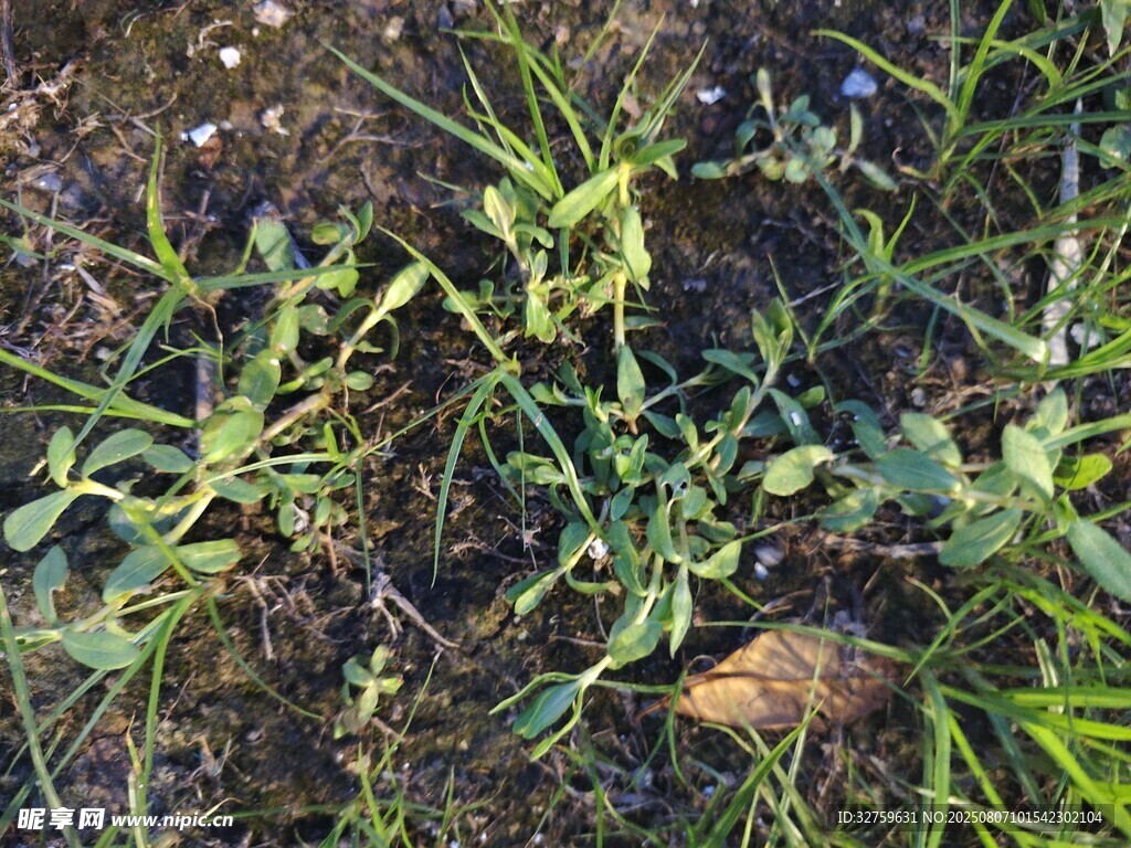 地面上的绿色杂草植物
