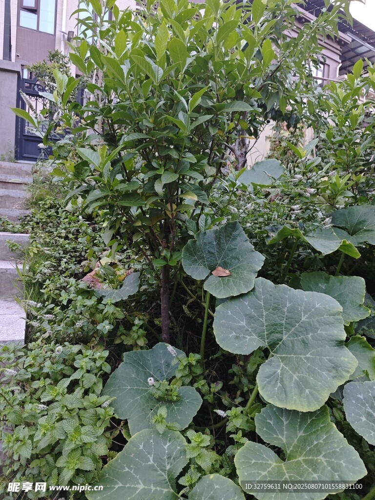 庭院中繁茂的绿植景观