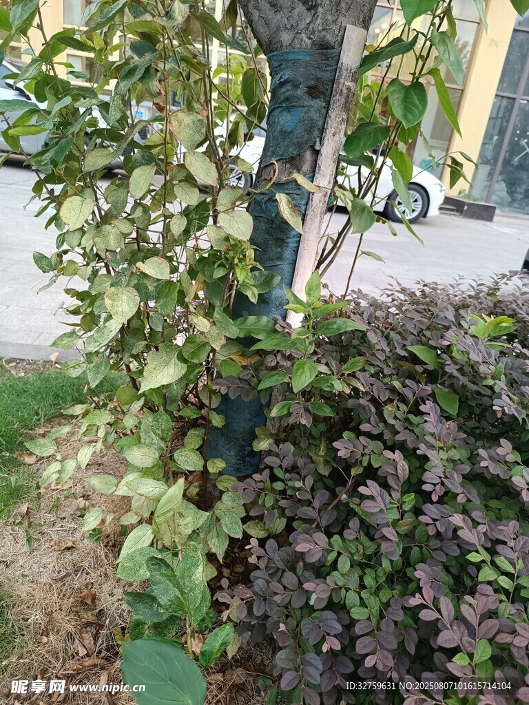庭院绿植景观一角