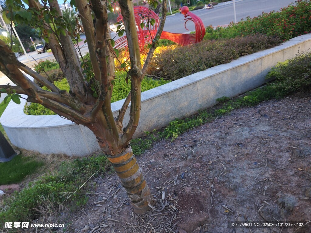 路边小树与周边景致