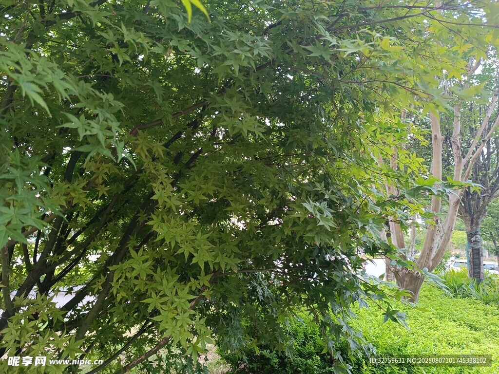 绿意盎然的繁茂树林