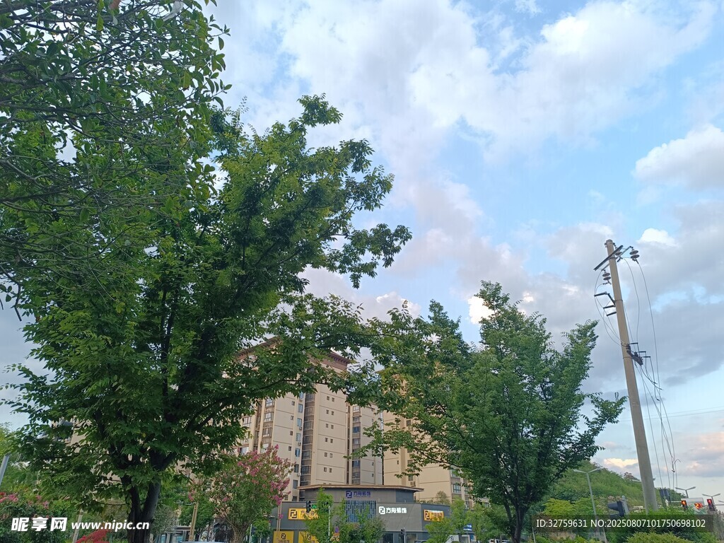 城市绿树与高楼景观