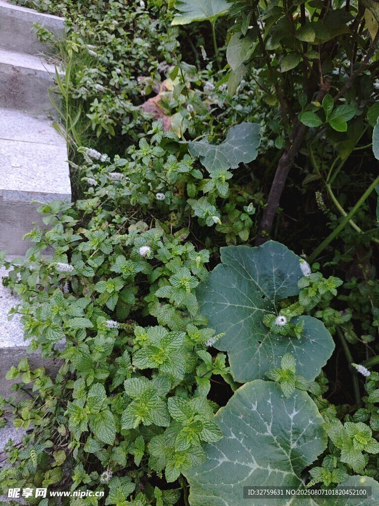 小径旁的繁茂绿植