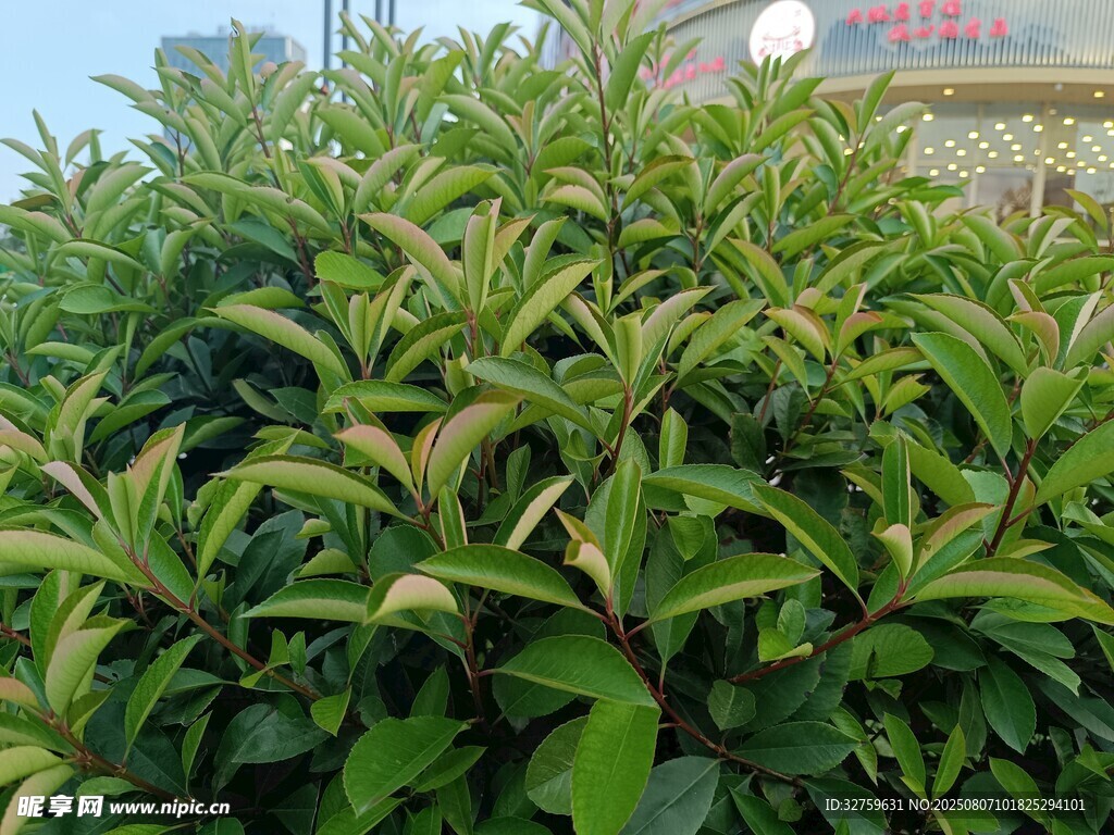 绿叶繁茂的植物景观