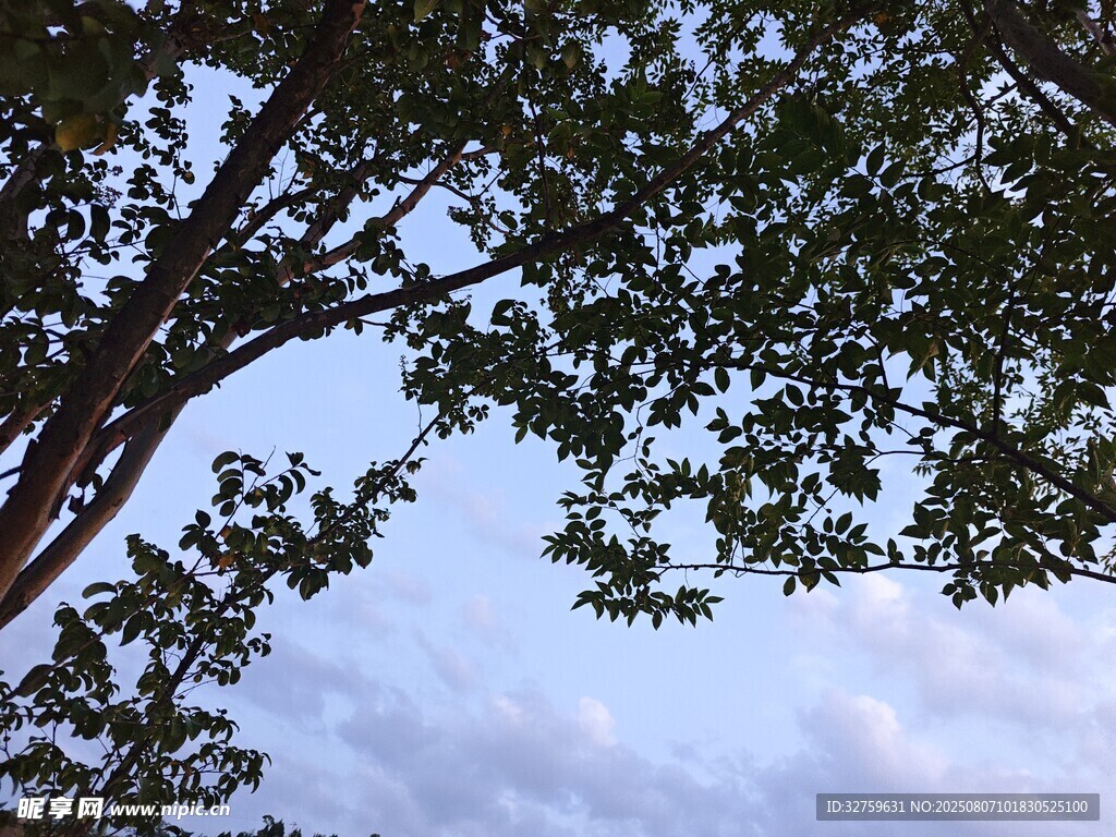 树梢间的蓝天与白云