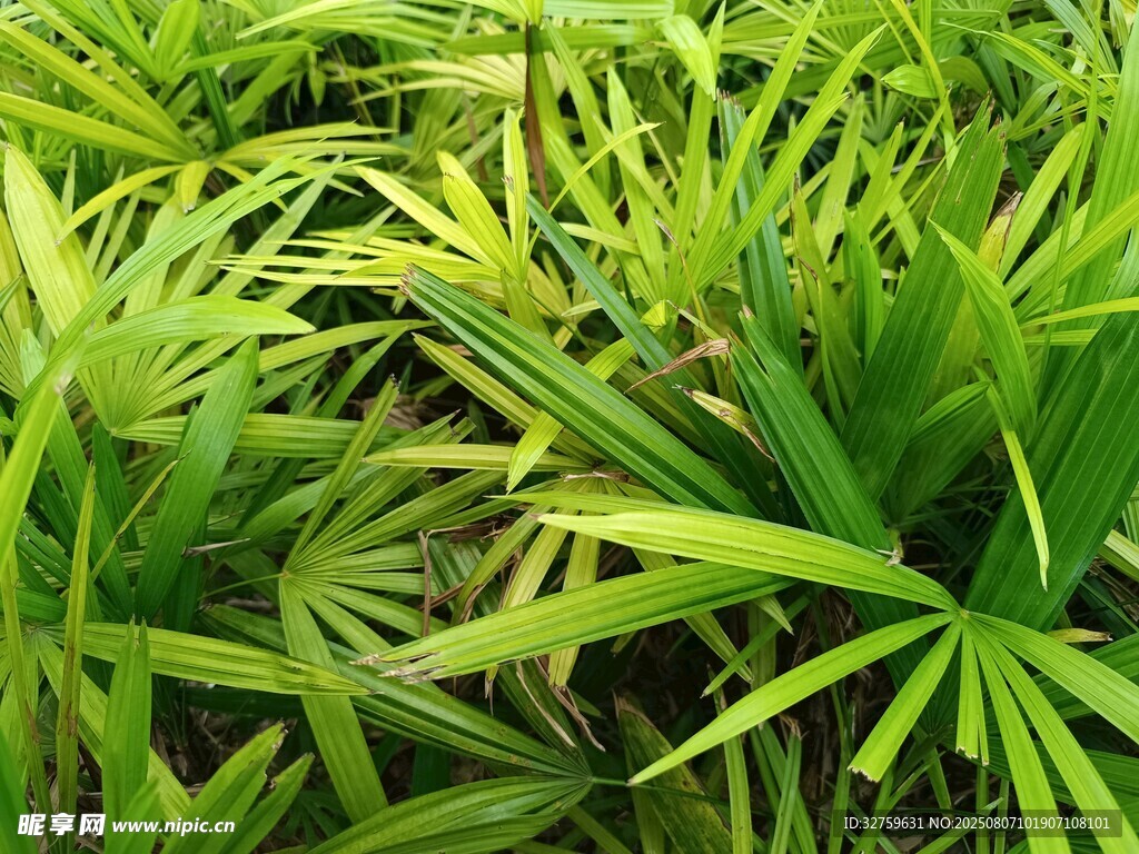 翠绿繁茂的热带阔叶植物