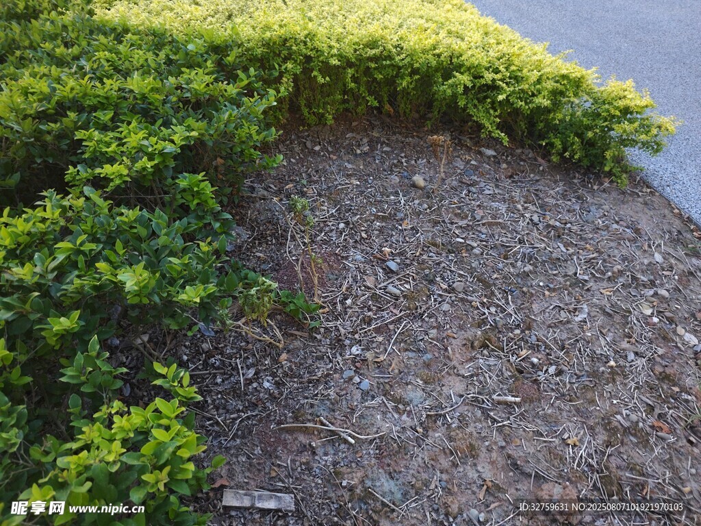 岸边绿植与裸露地面景观