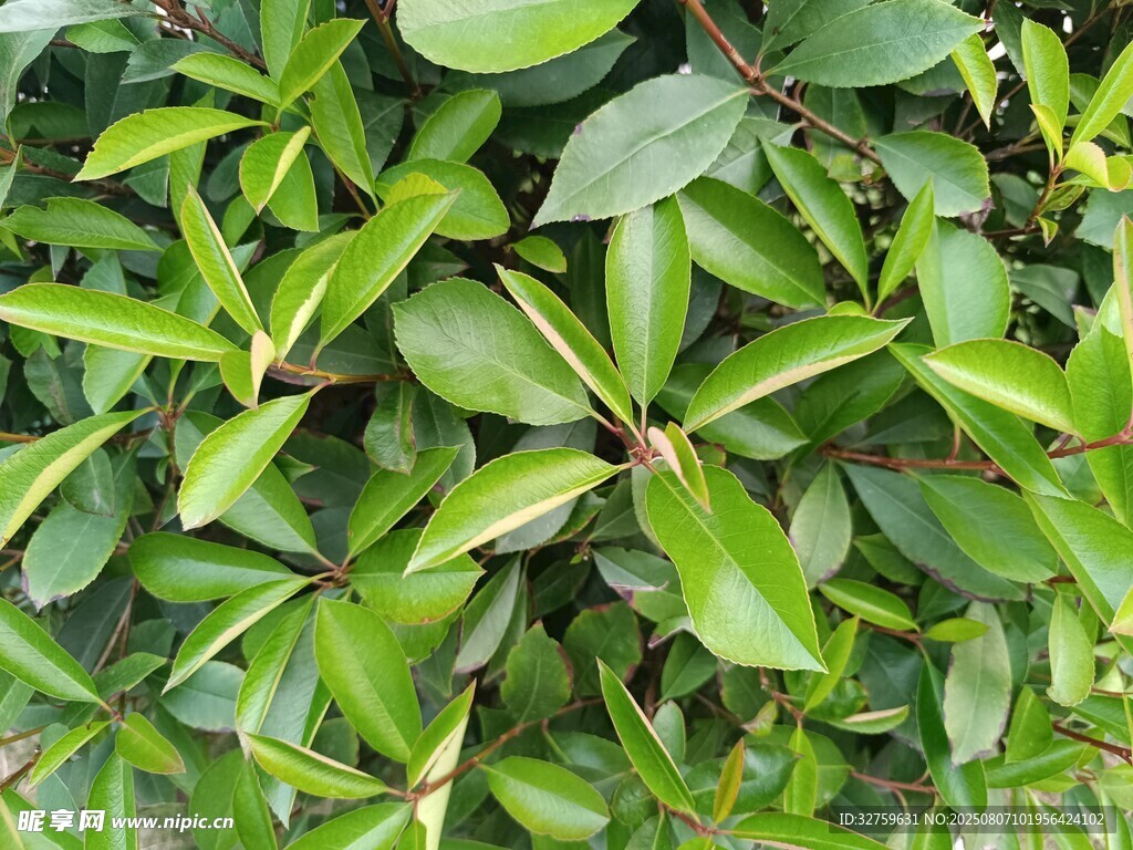 翠绿叶片的生机植物
