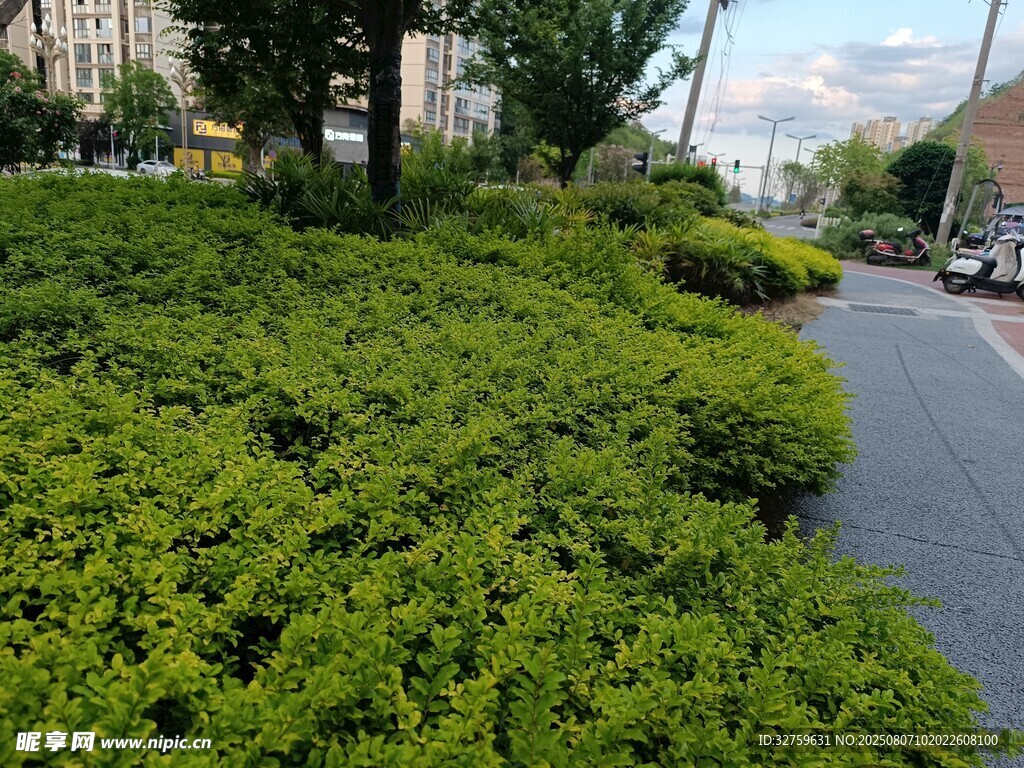路边繁茂绿植景观