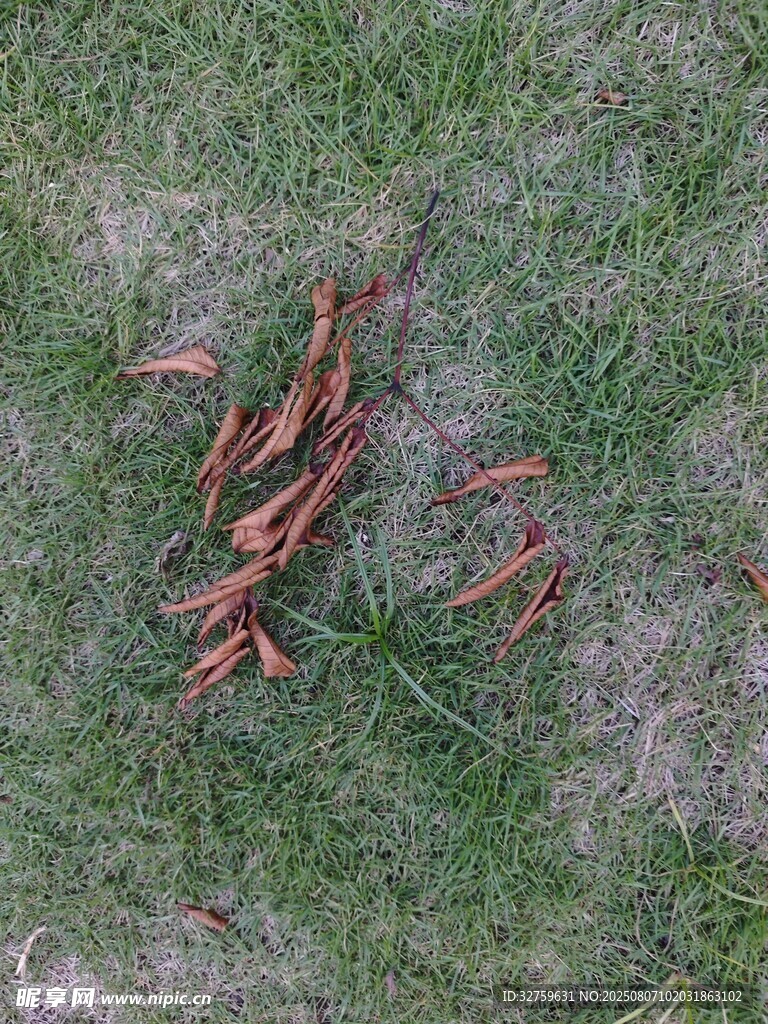 草地上的棕红色落叶