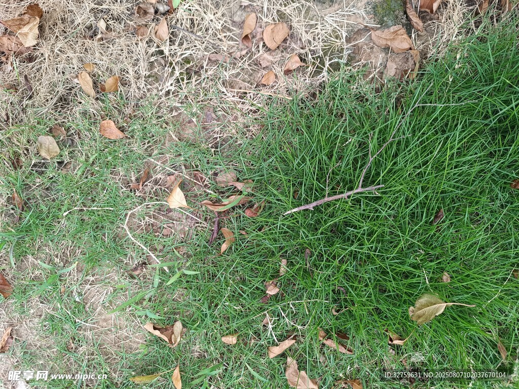 草地与落叶的自然景象