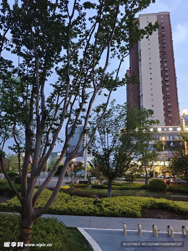 城市夜景中的树木与高楼
