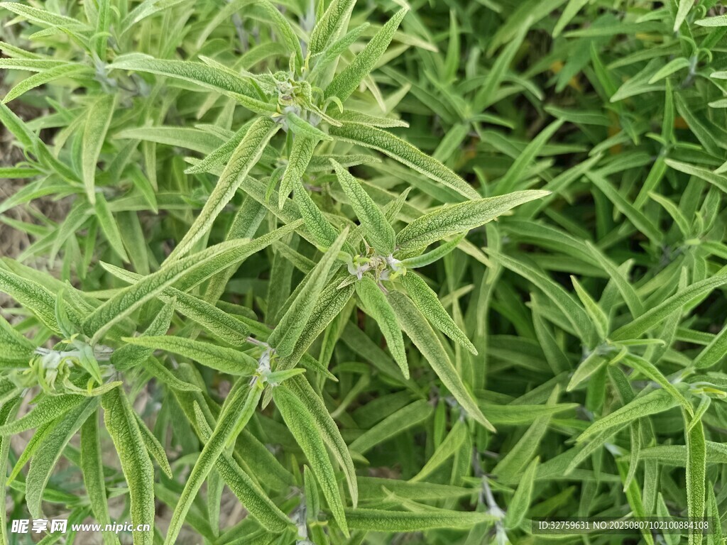 迷迭香绿植特写