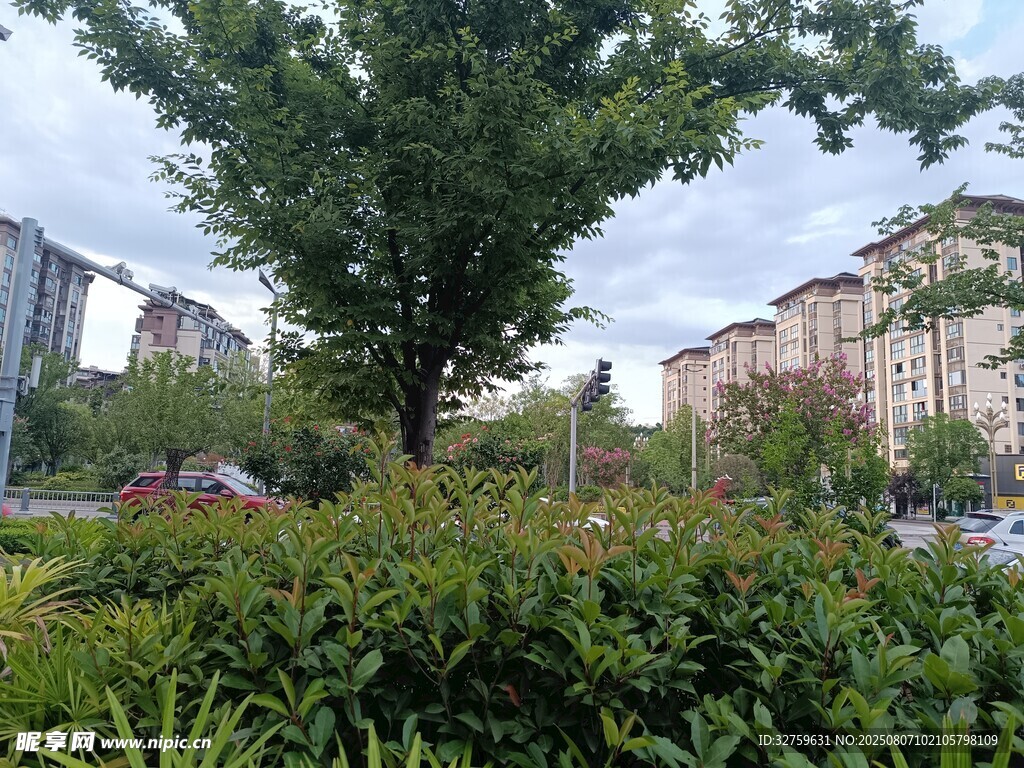 城市中的绿植与建筑景观