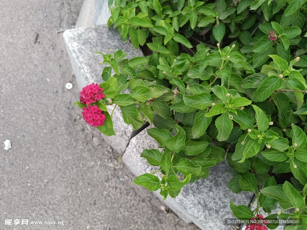 路边绽放的娇艳小红花