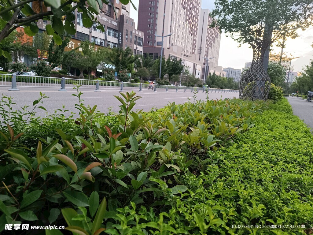 城市中的绿植景观