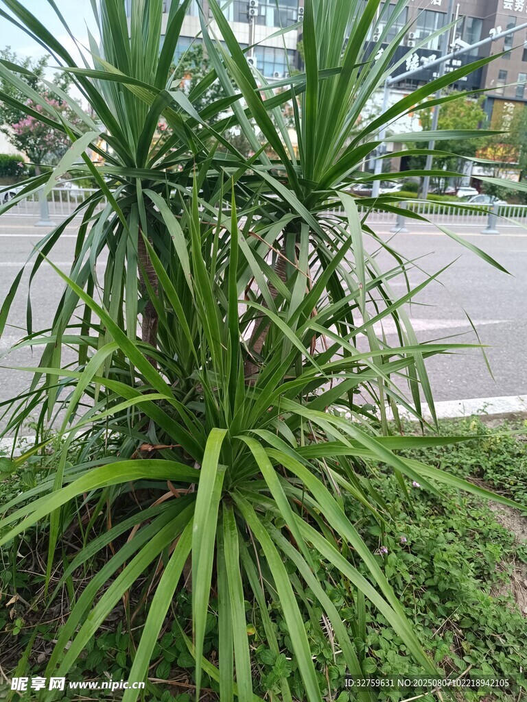 路边绿植龙血树特写