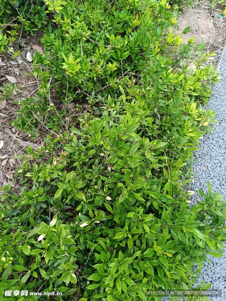 路边翠绿繁茂的野草