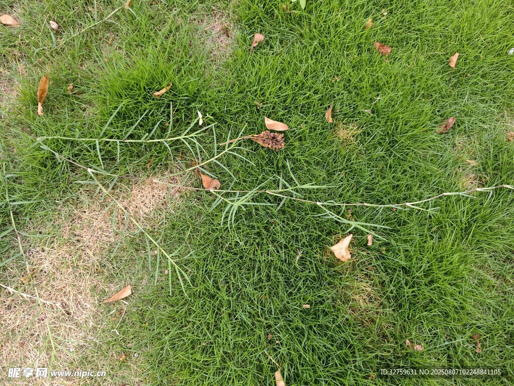 草地间的稀疏泥土痕迹