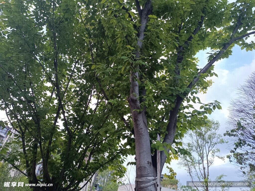 绿树成荫的清新户外景象