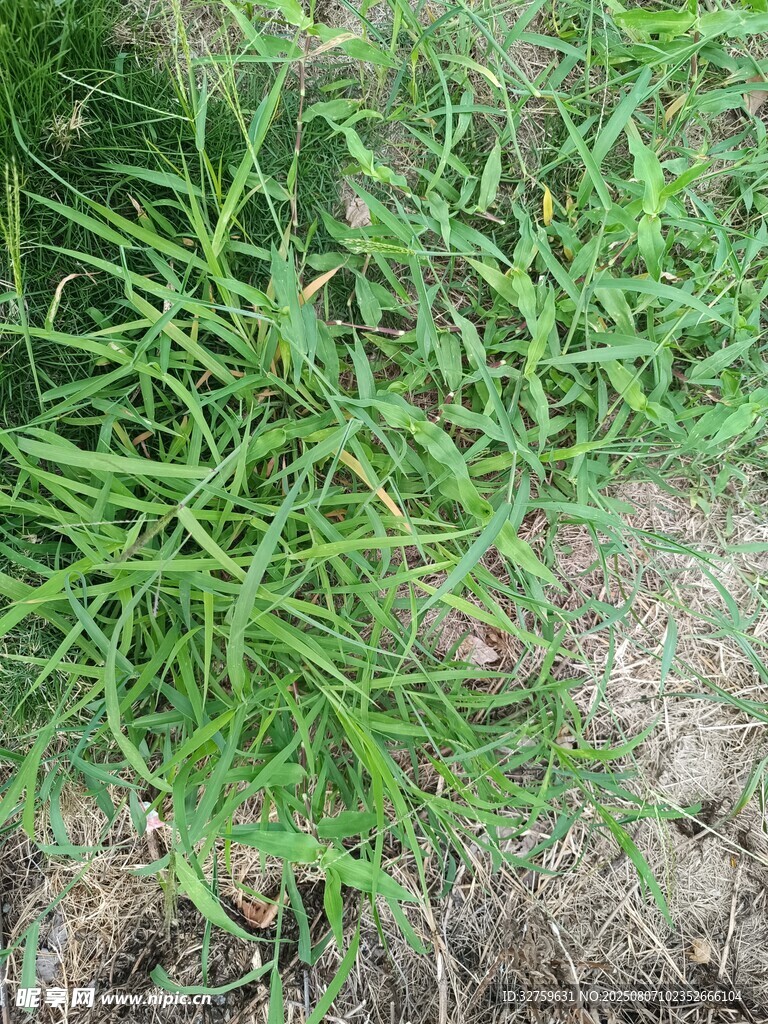 嫩绿丛生野草特写
