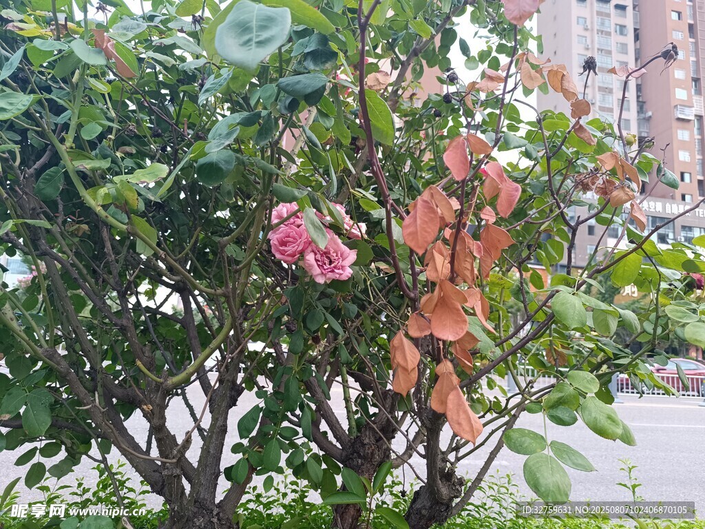 绿叶间绽放的娇艳花朵