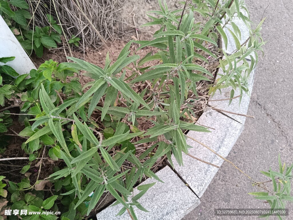 路边绿植景观