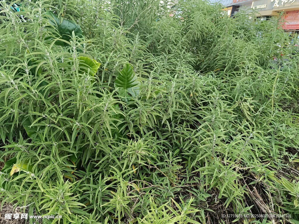 茂盛的绿色植物景观