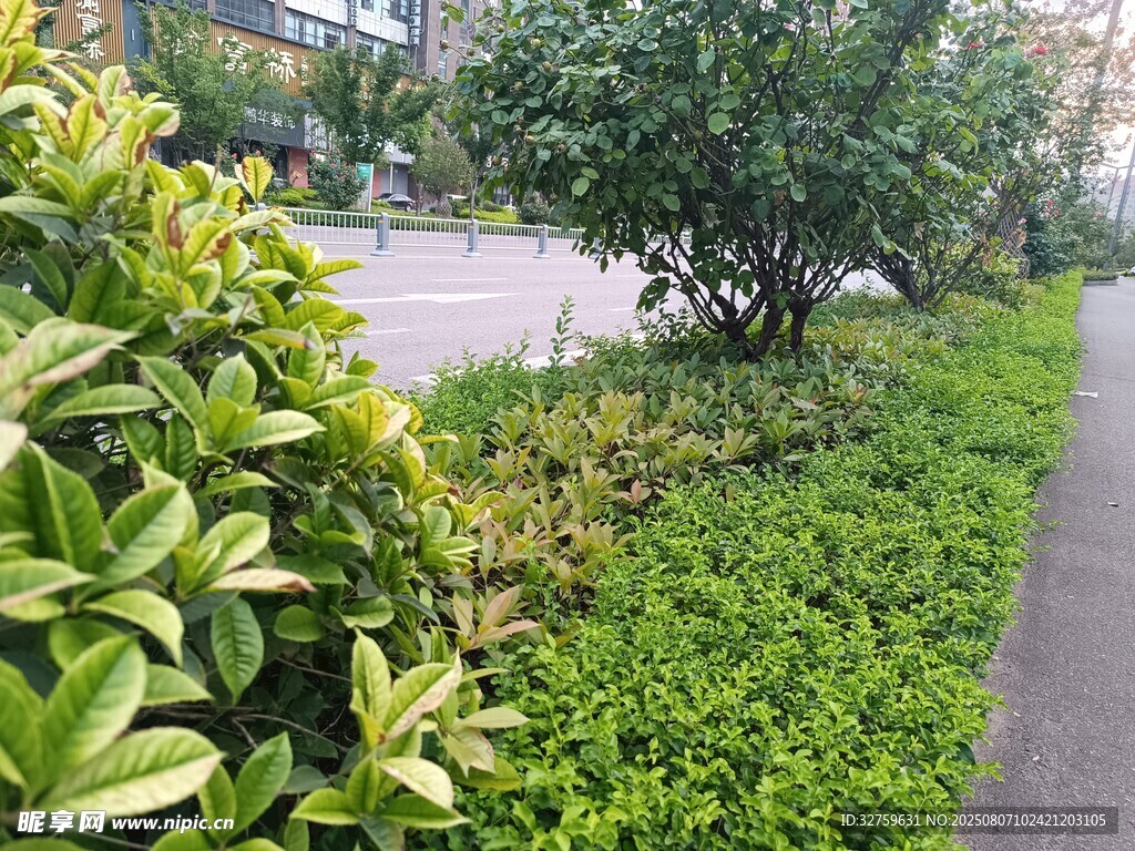 路边绿植景观