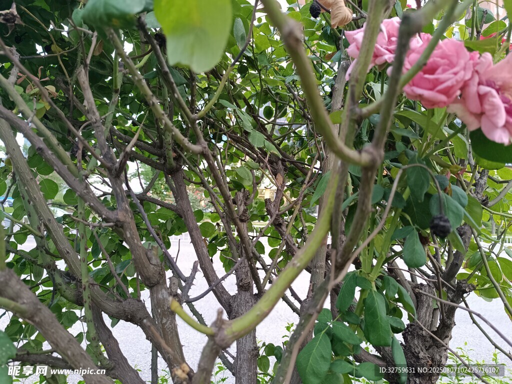 枝头绽放的粉色美丽花朵