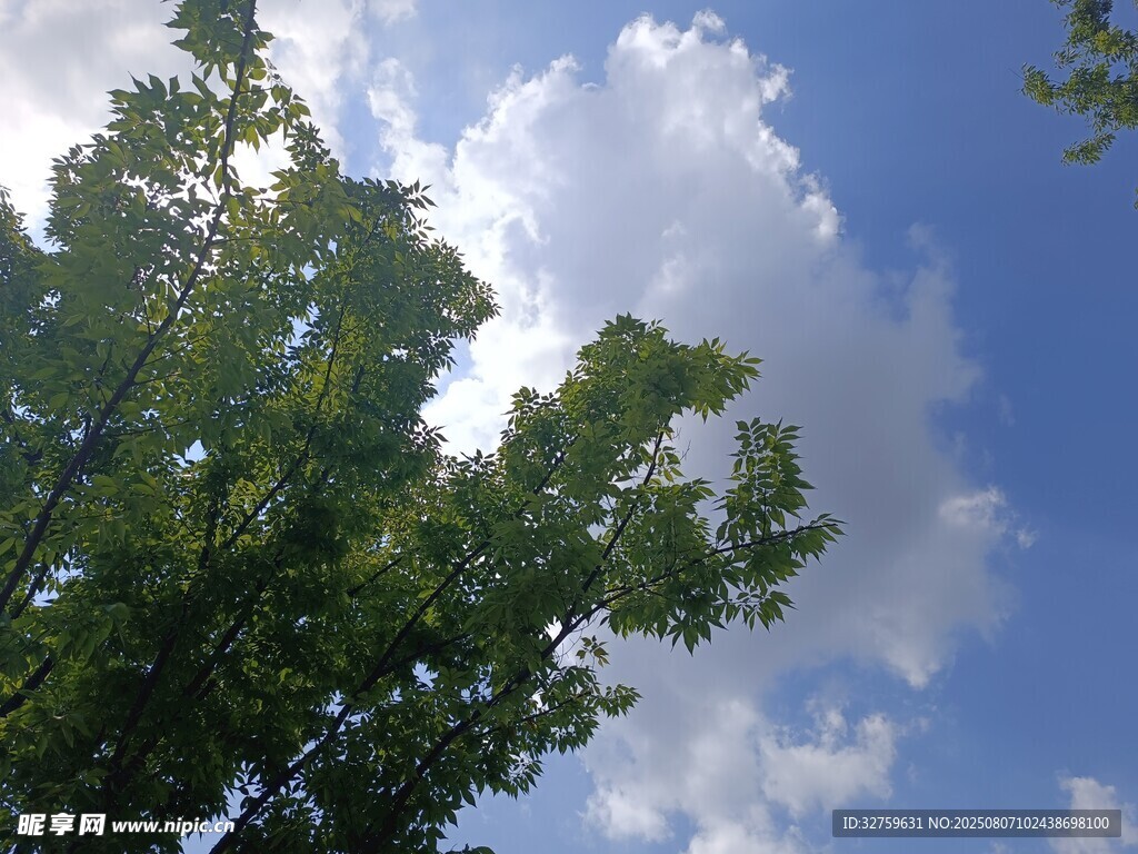 蓝天绿树间的清新景致