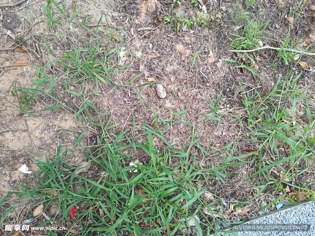 地面上的稀疏绿色小草