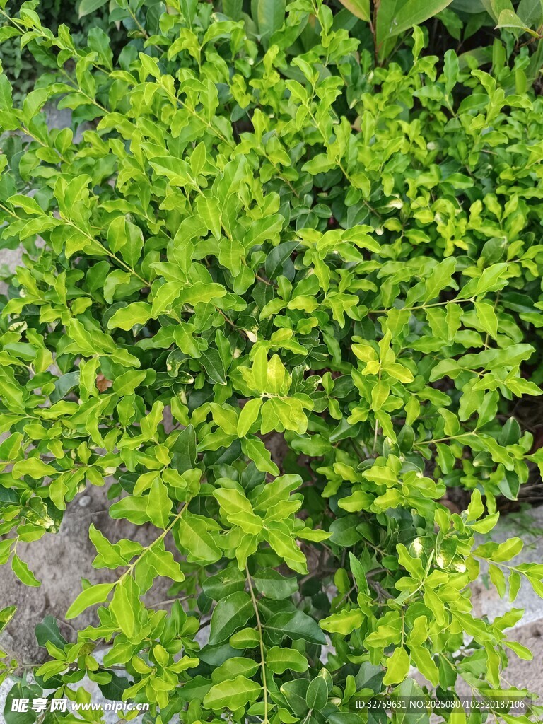 翠绿繁茂的生机植物