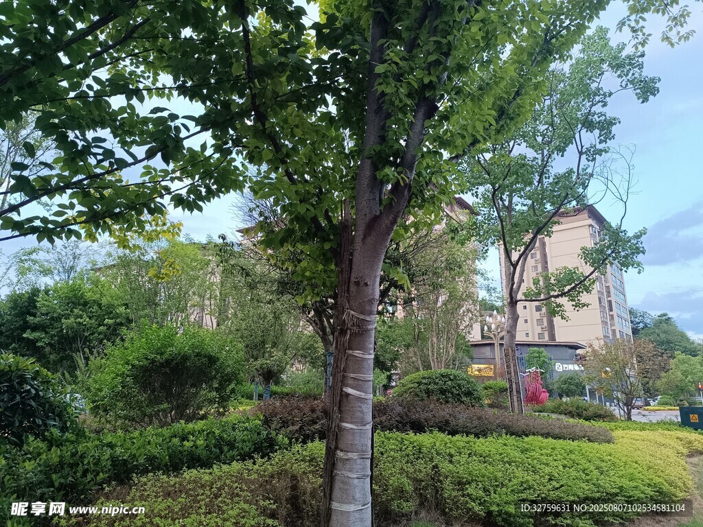 小区内的绿植景观