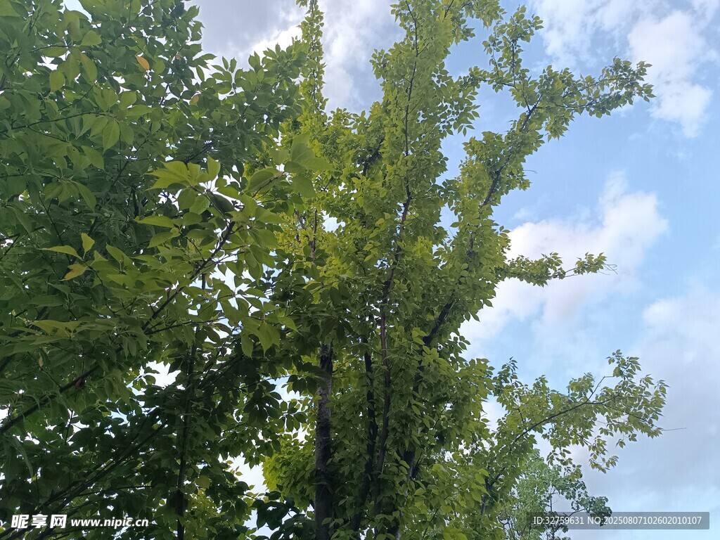 蓝天绿树风景