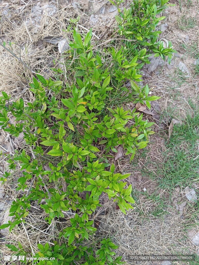 地面上的绿色灌木丛
