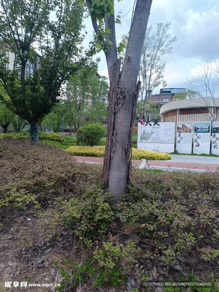 公园林间小道景色