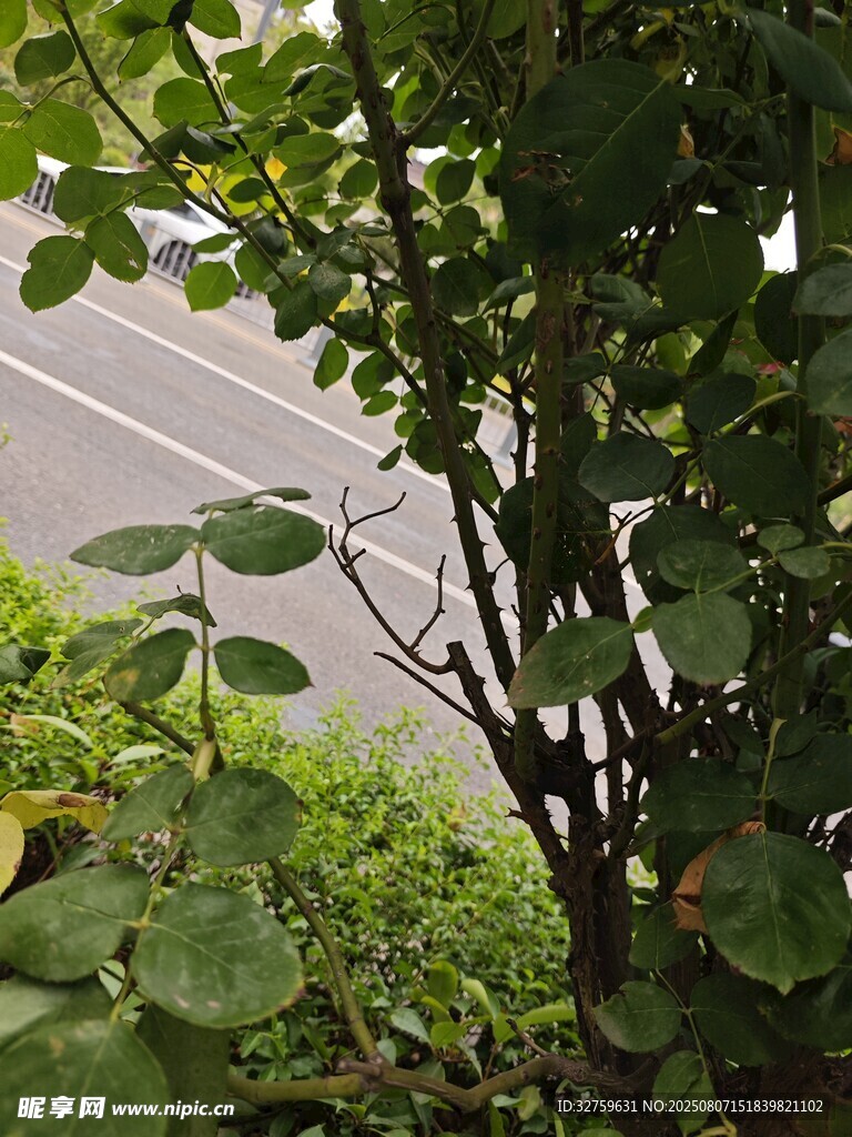 路边绿植特写