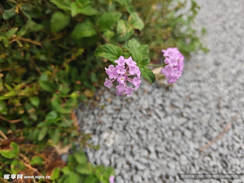 碎石旁绽放的紫色小花