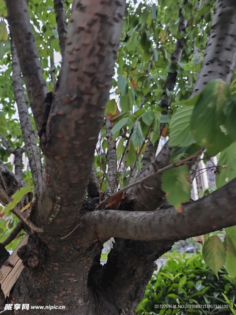 树干上的鸟儿与繁茂枝叶
