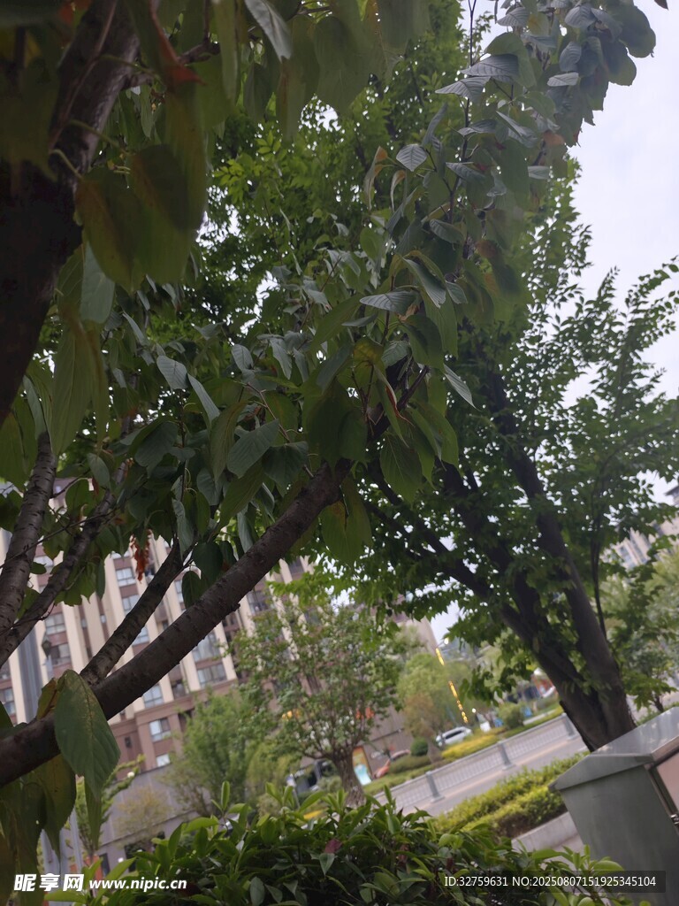 绿树成荫的街道景观