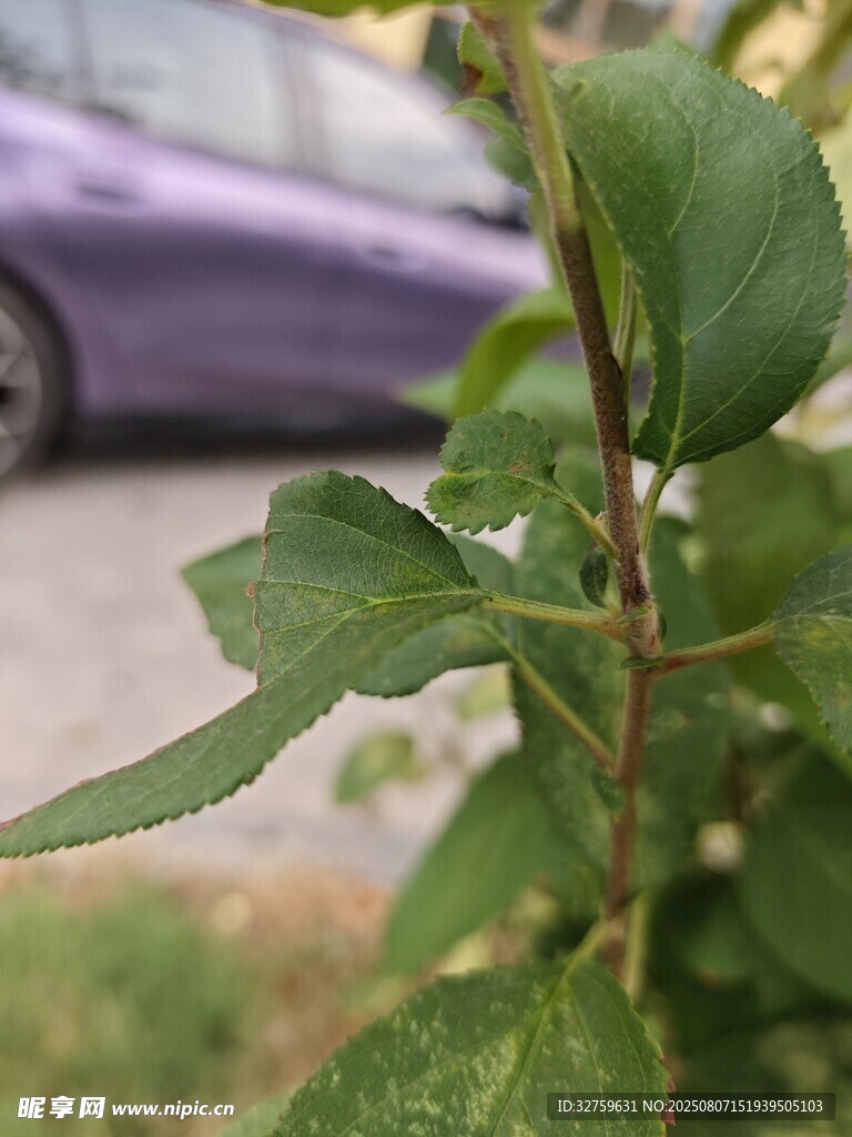 路边绿植特写