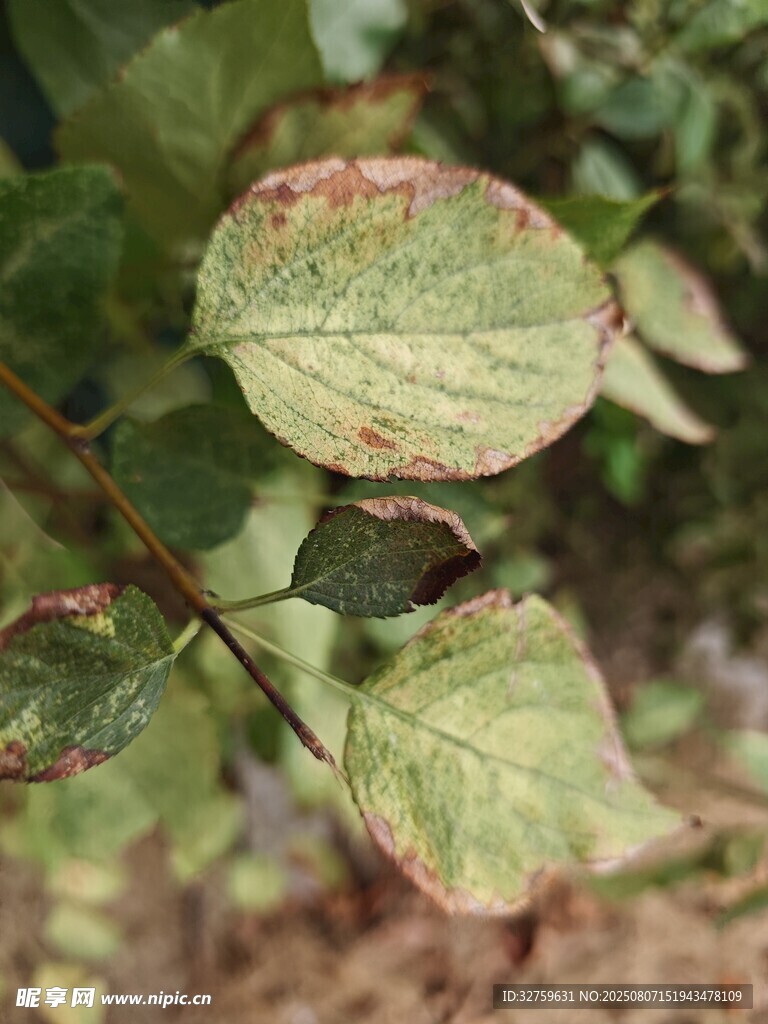 叶片病害特写