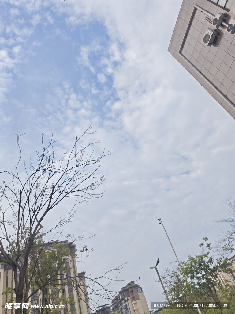 城市天空下的稀疏树木
