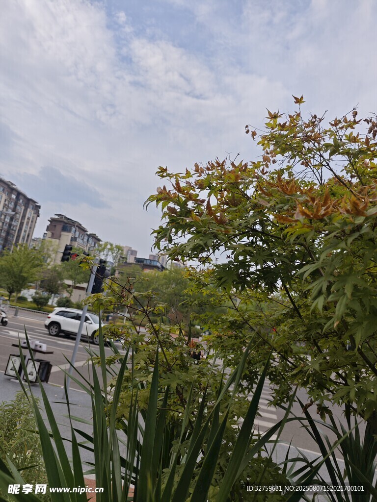 城市街景中的绿植与车辆