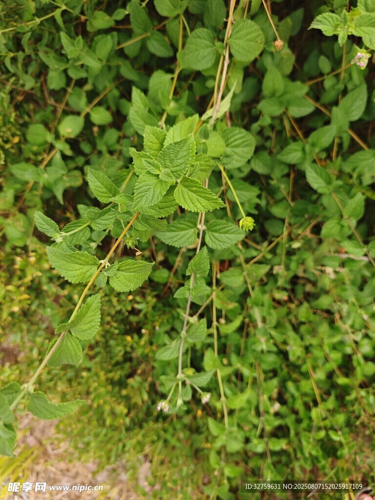 繁茂绿植特写