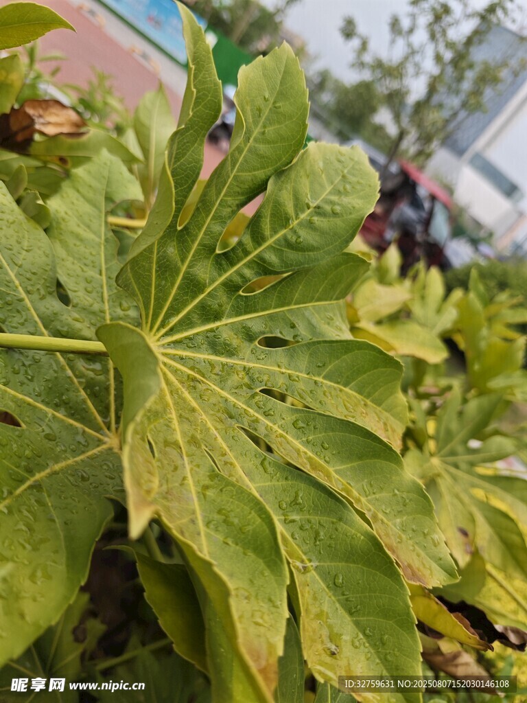 大叶片植物特写